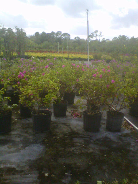 bougainvillea