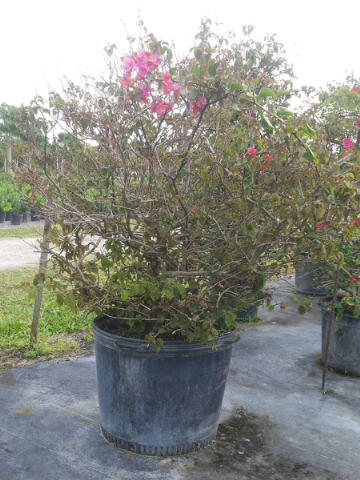 bougainvillea