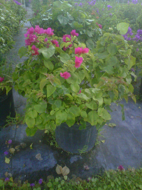 bougainvillea