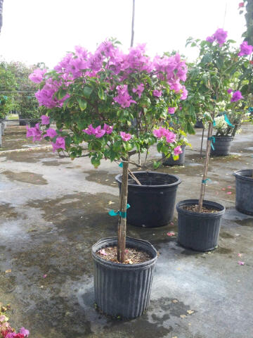 bougainvillea