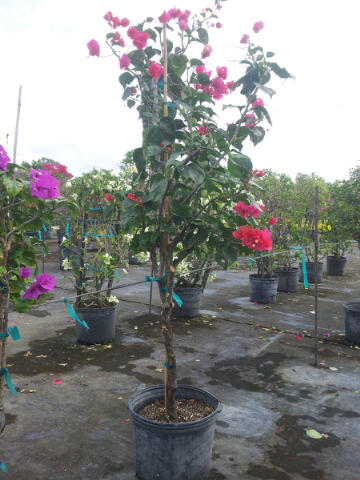 bougainvillea