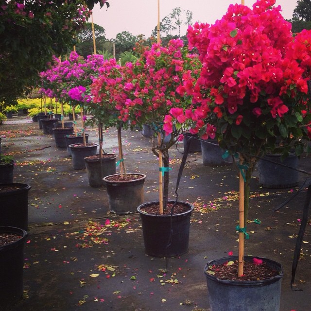 bougainvillea