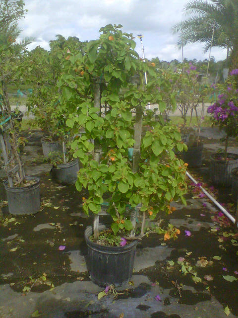 bougainvillea