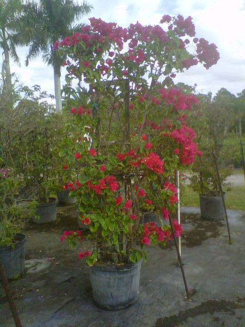 bougainvillea