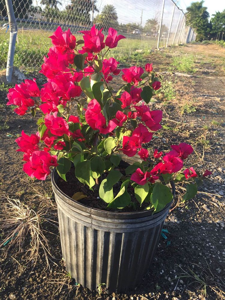 bougainvillea