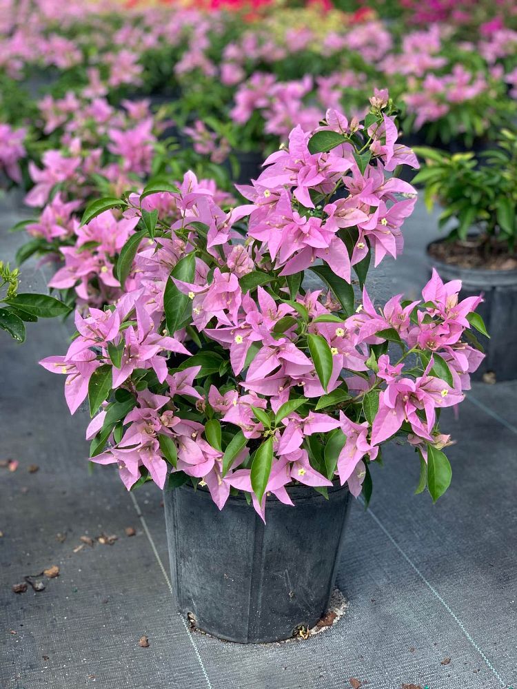 bougainvillea