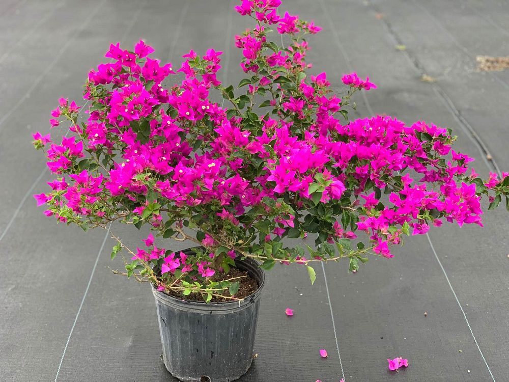 bougainvillea