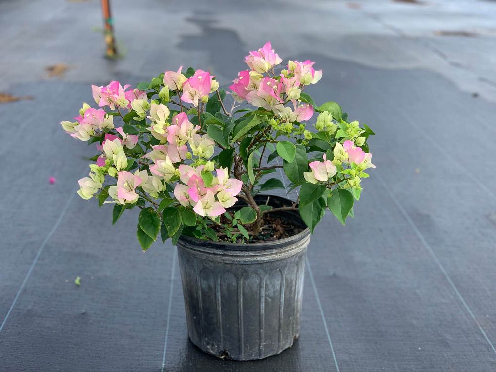bougainvillea