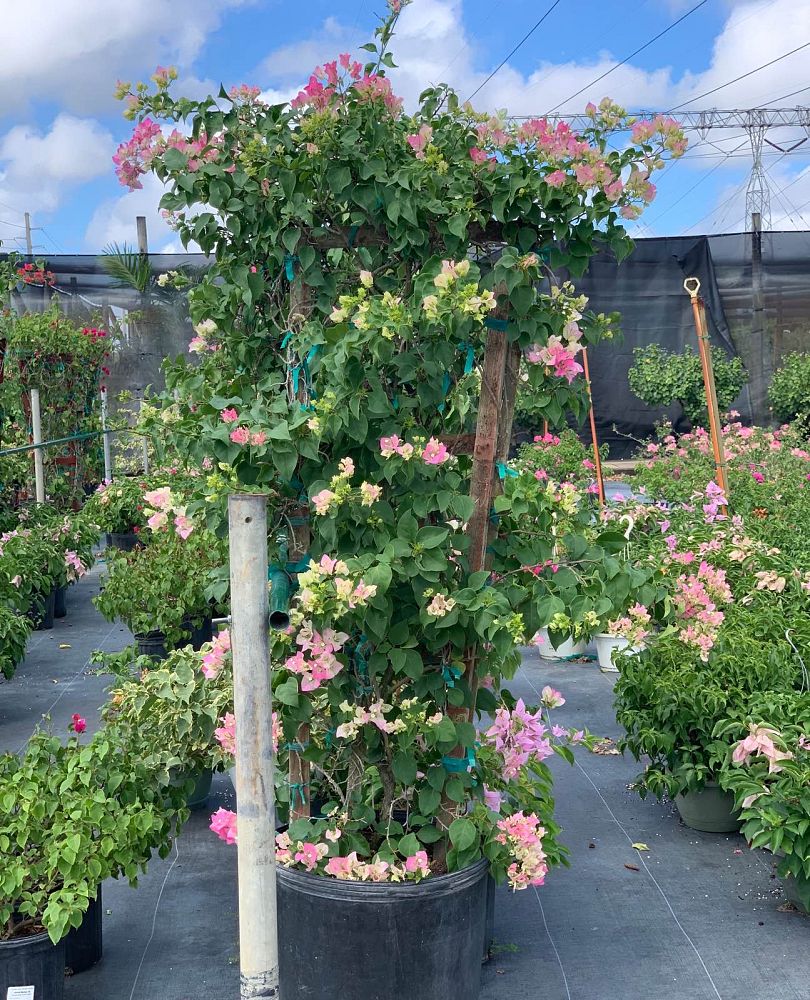 bougainvillea