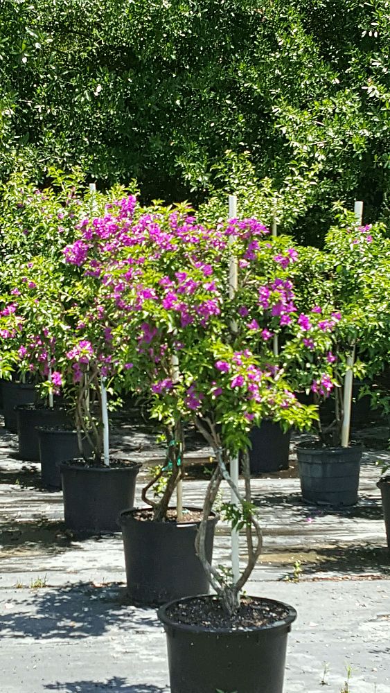 bougainvillea