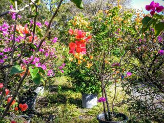 bougainvillea