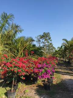 bougainvillea