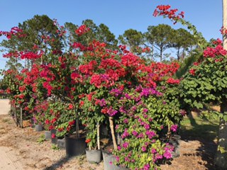 bougainvillea