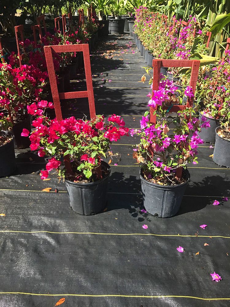 bougainvillea