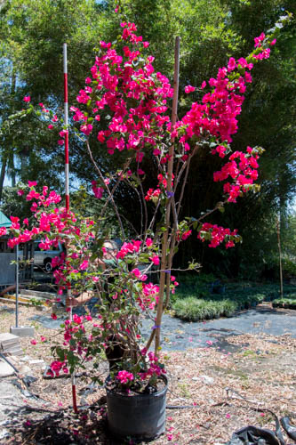bougainvillea