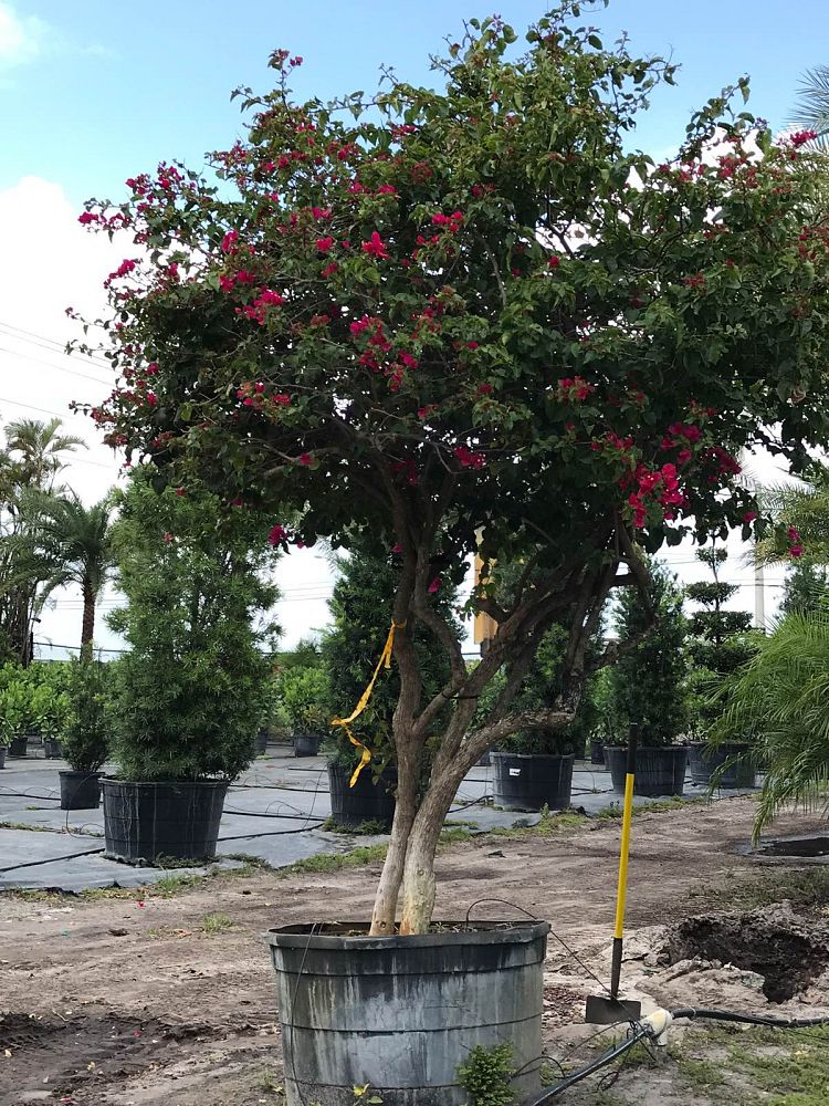 bougainvillea