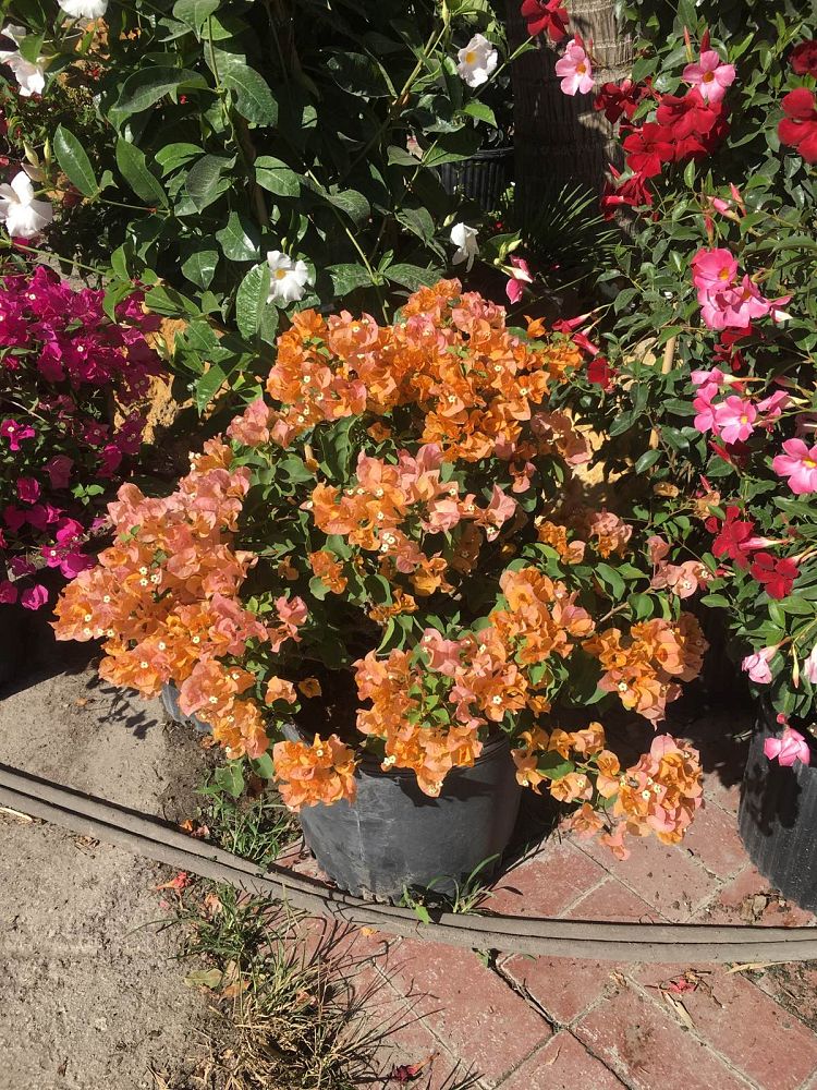 bougainvillea