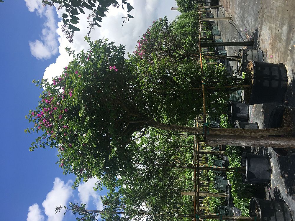 bougainvillea