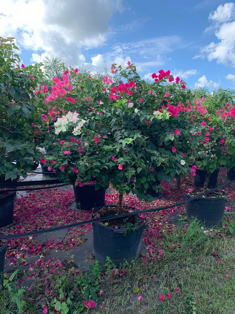 bougainvillea