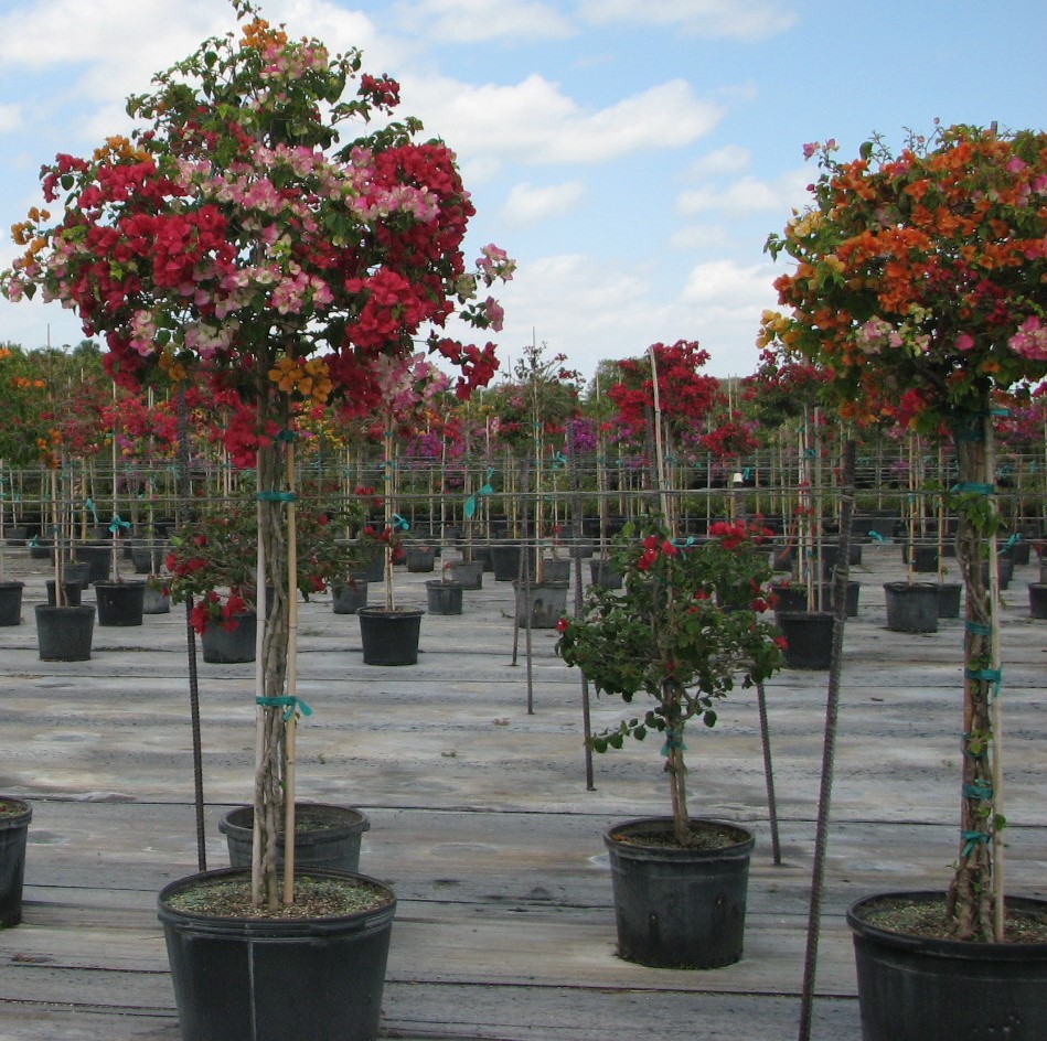bougainvillea