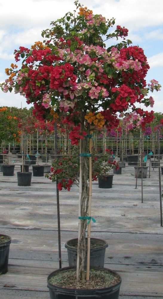 bougainvillea
