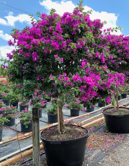 bougainvillea