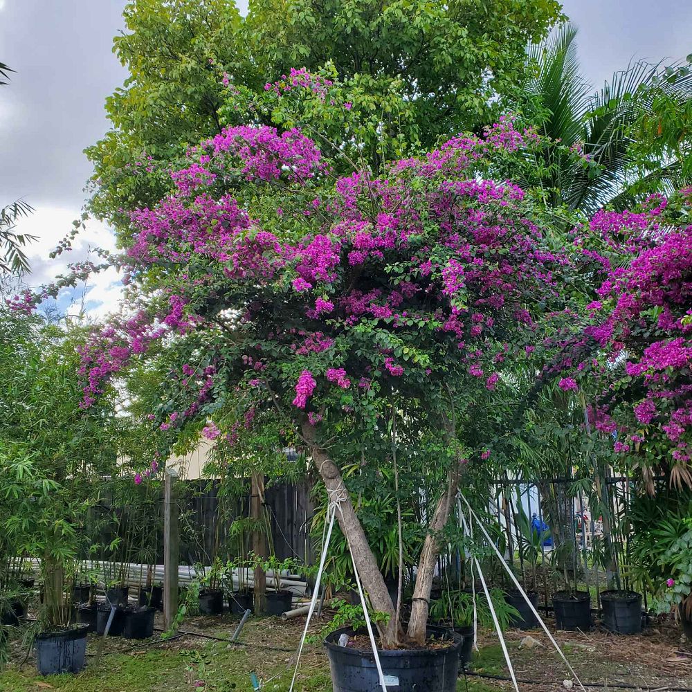 bougainvillea