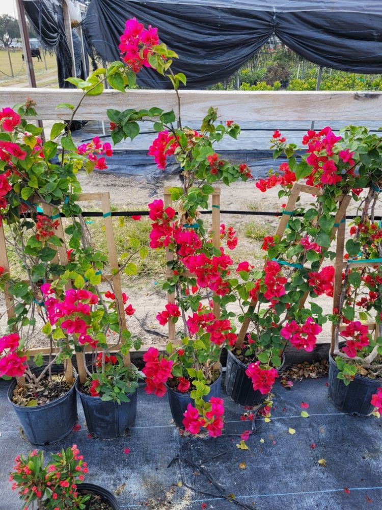 bougainvillea