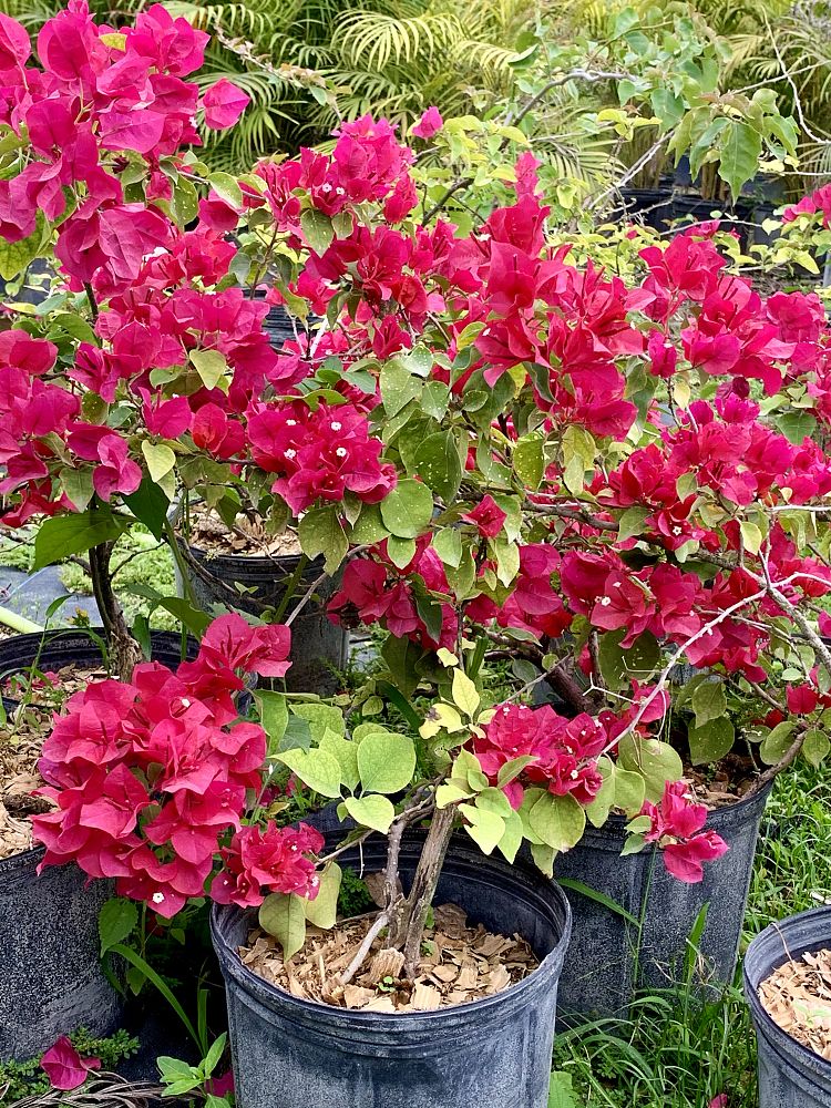 bougainvillea