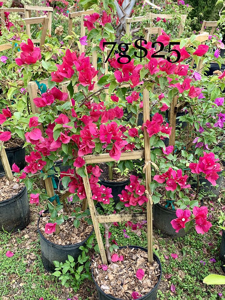 bougainvillea