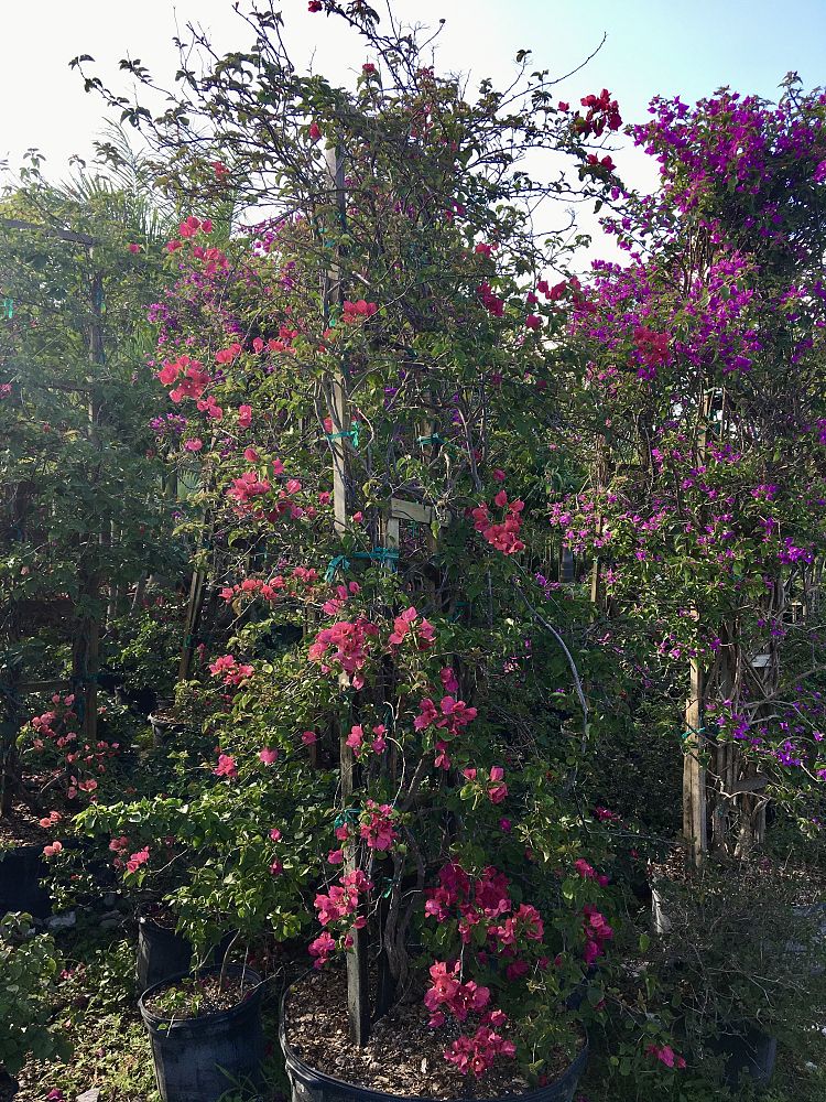 bougainvillea