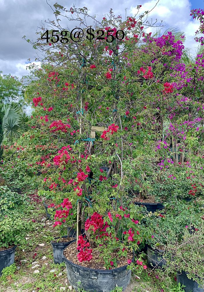 bougainvillea