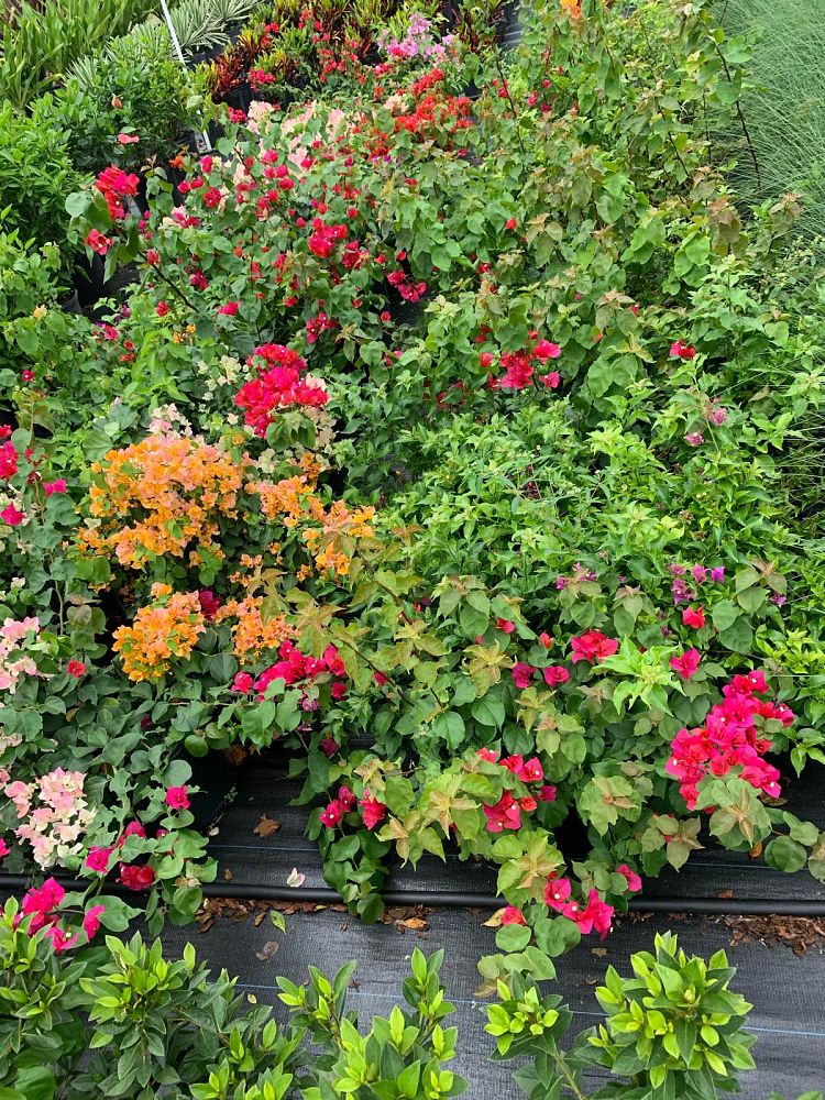 bougainvillea