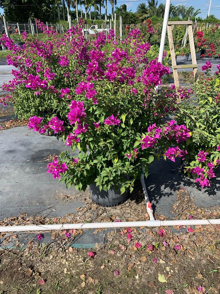 bougainvillea