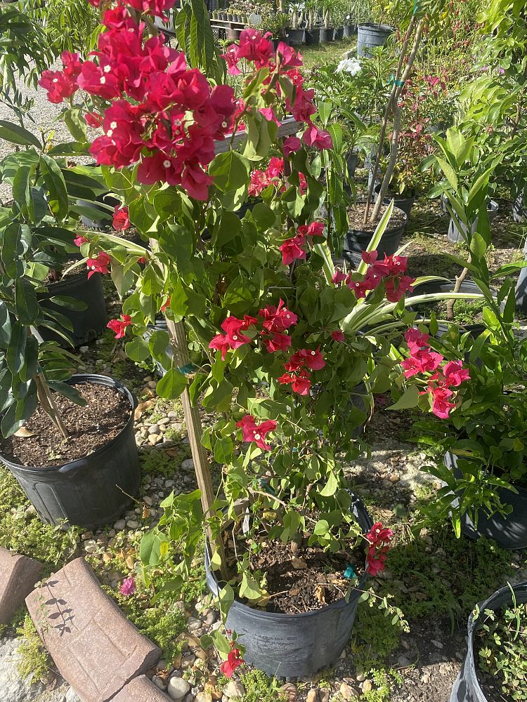 bougainvillea