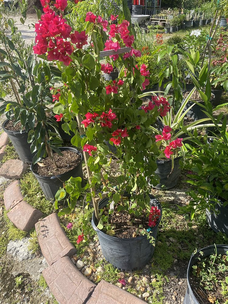 bougainvillea