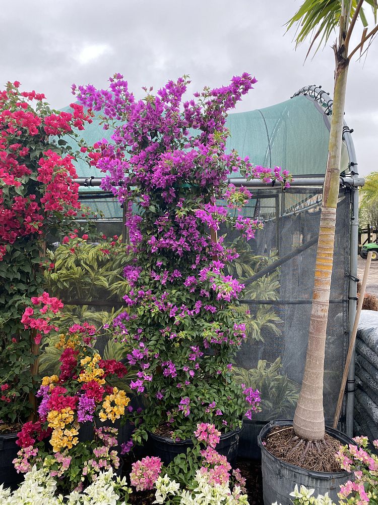 bougainvillea