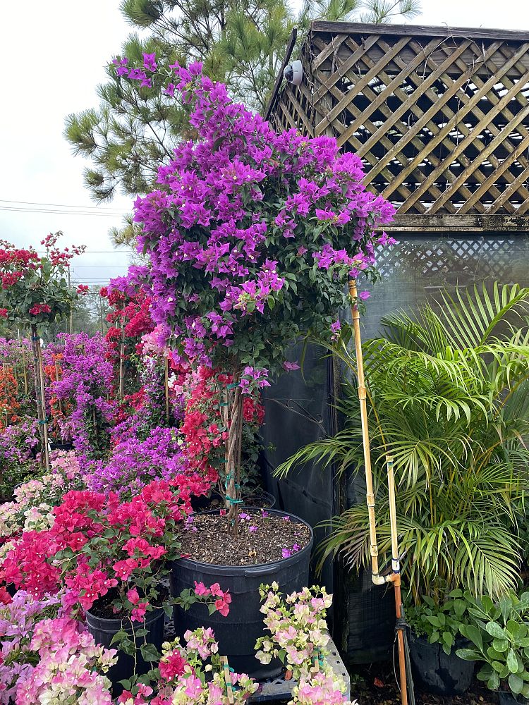 bougainvillea