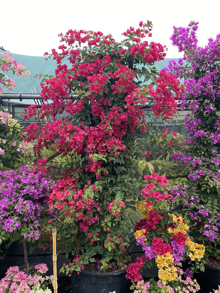 bougainvillea