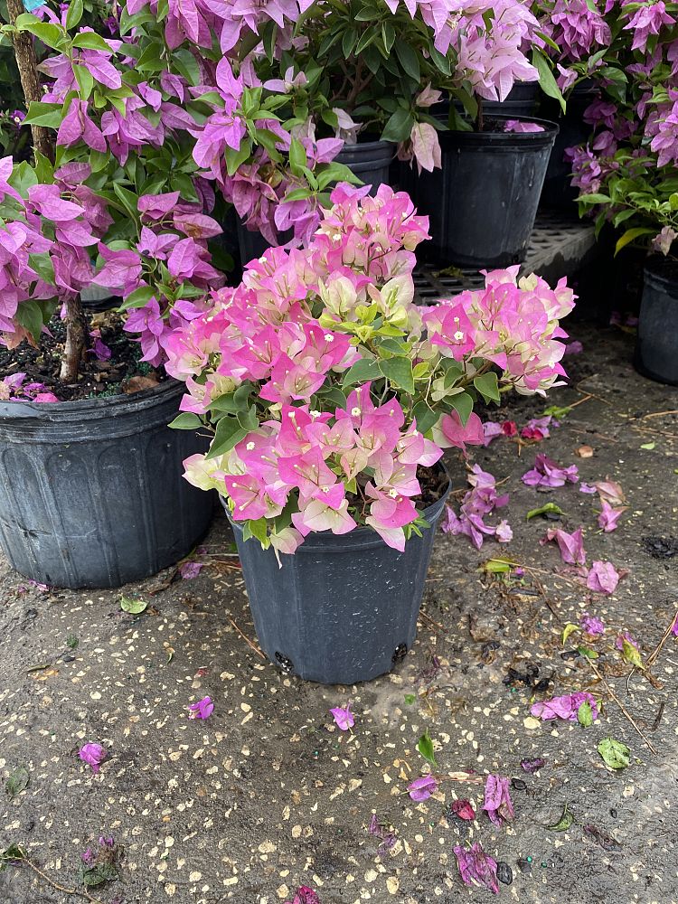 bougainvillea
