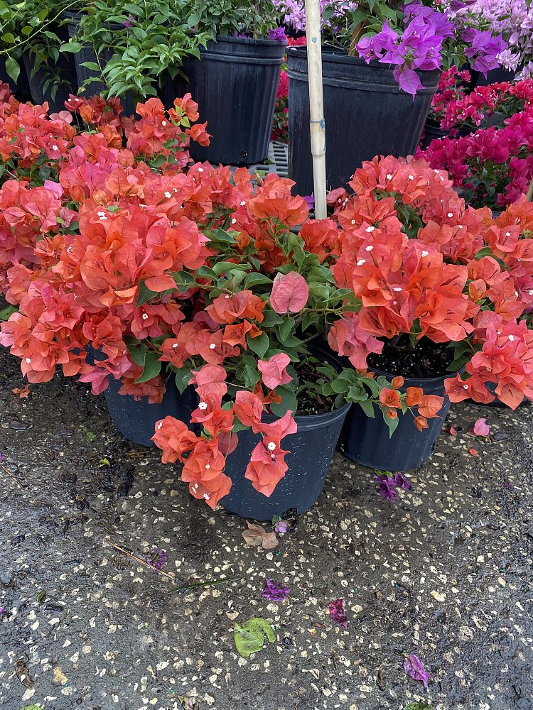 bougainvillea
