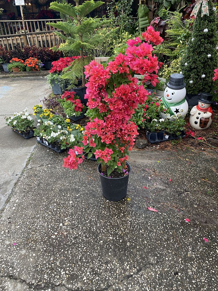 bougainvillea