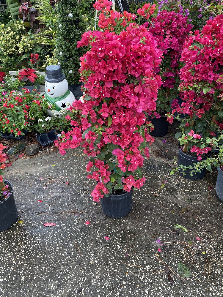 bougainvillea