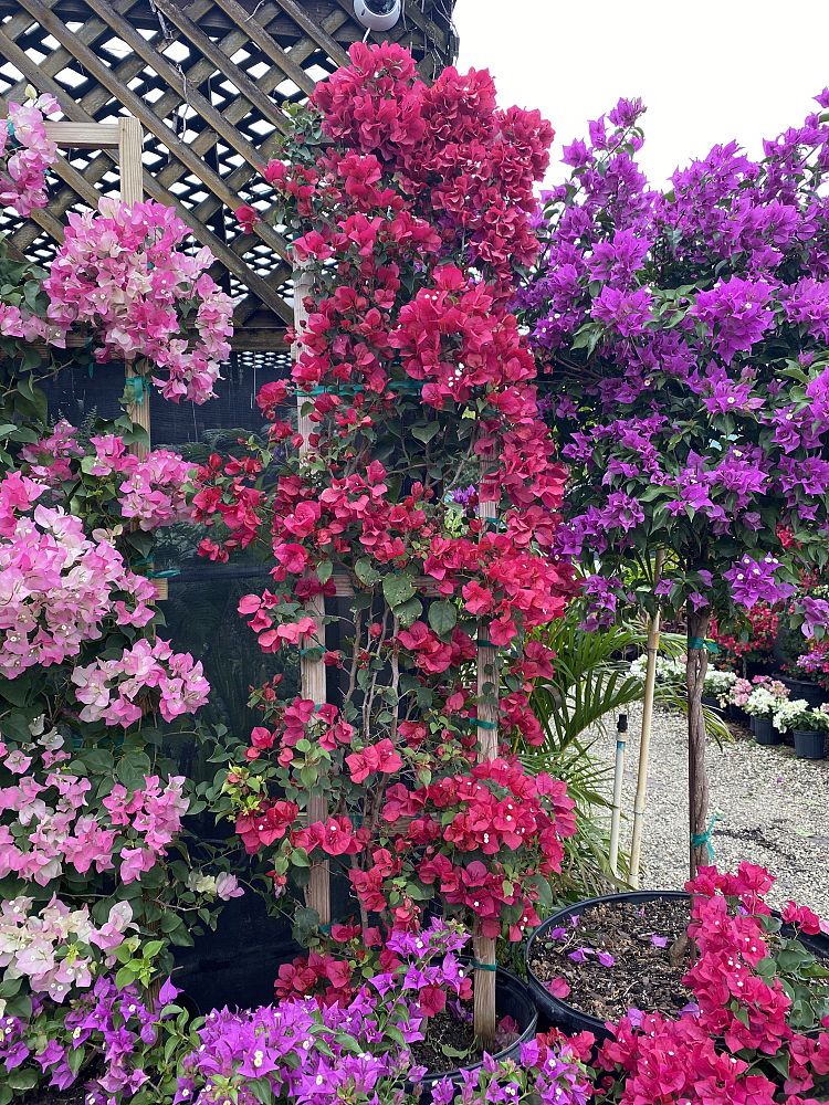 bougainvillea