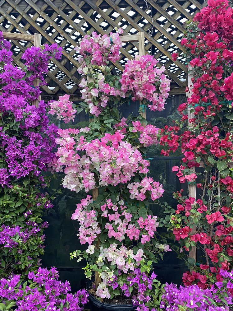 bougainvillea