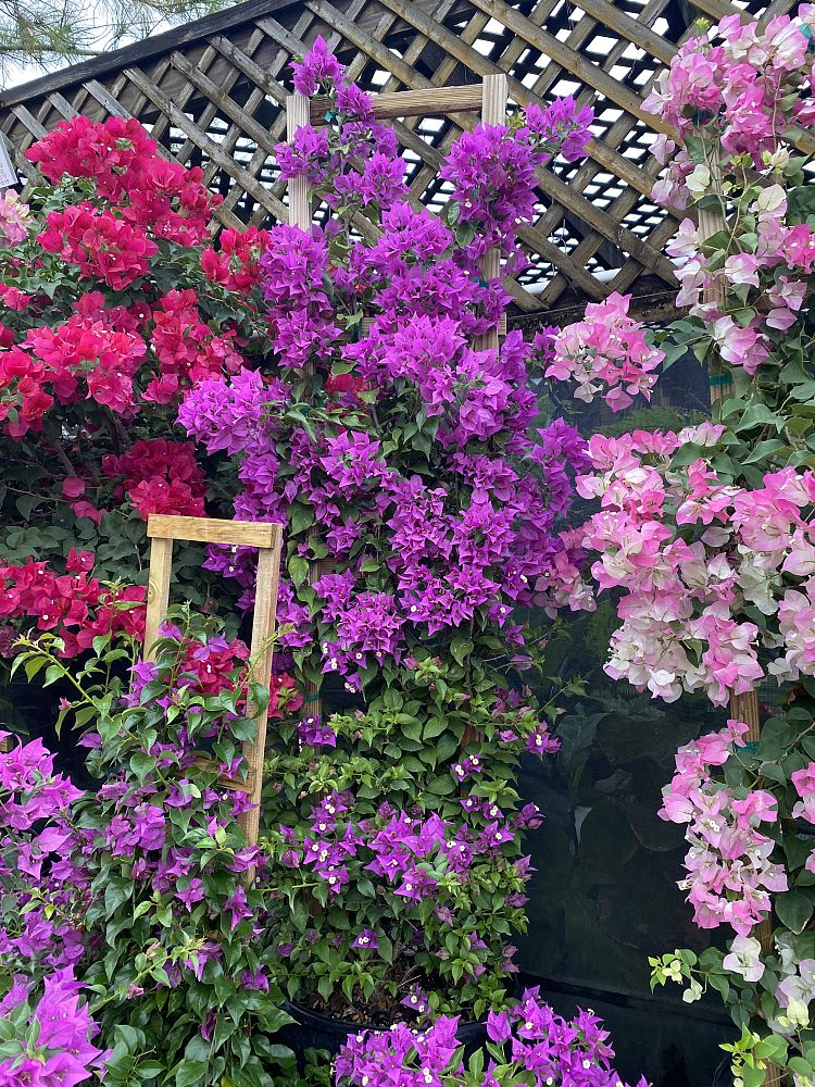 bougainvillea