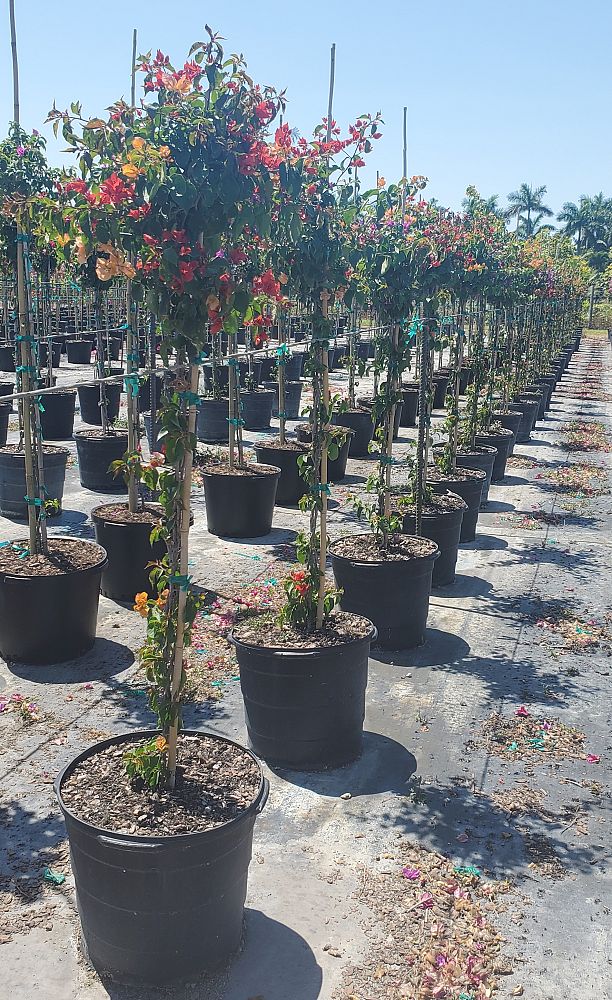 bougainvillea