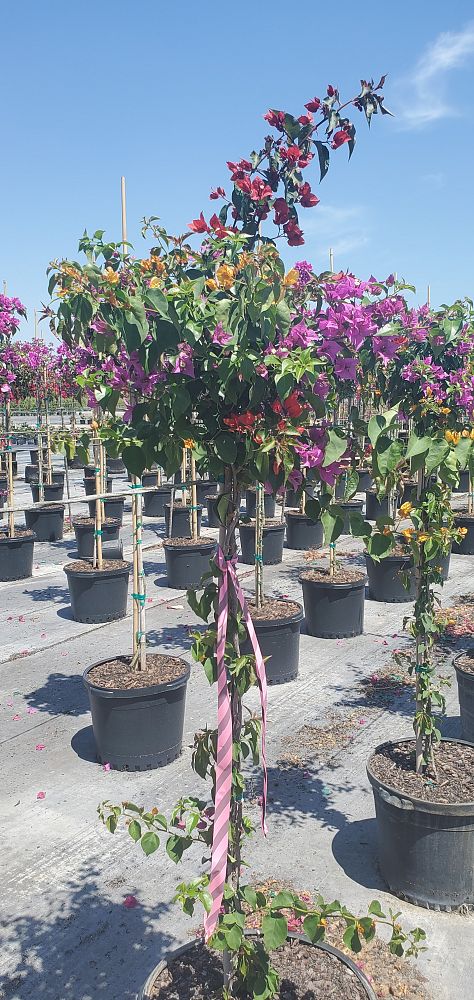bougainvillea