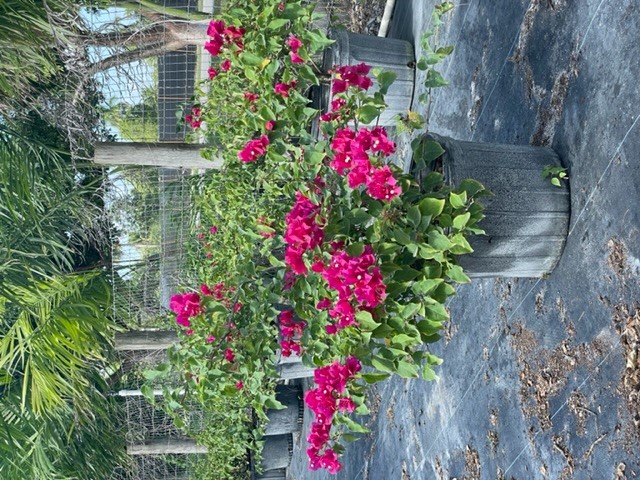 bougainvillea