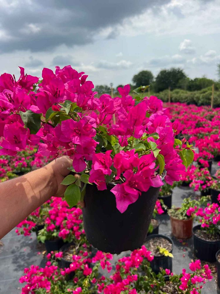 bougainvillea